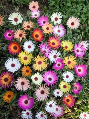 Picture of Mesembryanthemum - Harlequin